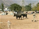 Die pakistanischen Rangers vertreiben derweil unangemeldete Eindringlinge. (Bild öffnet sich in einem neuen Fenster)