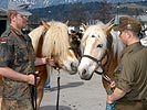 Soldaten mit zwei Haflingern des Bundesheeres. (Bild öffnet sich in einem neuen Fenster)