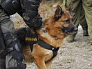 Auch Hunde der Militärstreife sind vor Ort. (Bild öffnet sich in einem neuen Fenster)