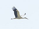 Ruhig fliegt der Storch seine Runden und bewundert die Luftakrobaten. (Bild öffnet sich in einem neuen Fenster)
