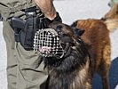 Auch Militärhunde werden eingesetzt. (Bild öffnet sich in einem neuen Fenster)