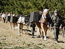 Die Haflinger-Pferde der Tragtierstaffel aus Hochfilzen. (Bild öffnet sich in einem neuen Fenster)