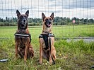 Das Hunde-Geschwisterpaar "Alpha" und "Aru" bei der Übung vereint. (Bild öffnet sich in einem neuen Fenster)