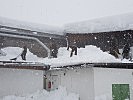 ...in Oberösterreich werden Dächer vom Schnee befreit. (Bild öffnet sich in einem neuen Fenster)