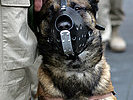 Auch ein Militärhund wird die Soldaten in den Tschad begleiten. (Bild öffnet sich in einem neuen Fenster)