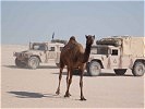 Besuch: Von Zeit zu Zeit streunen Kamele im Militärlager umher. (Bild öffnet sich in einem neuen Fenster)