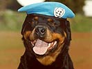 Ein UN-Soldat? (Bild &ouml;ffnet sich in einem neuen Fenster)