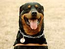 Zum Einsatz kommen vor allem Rottweiler... (Bild &ouml;ffnet sich in einem neuen Fenster)