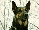...und Sch�ferhunde. (Bild &ouml;ffnet sich in einem neuen Fenster)