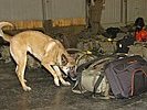 Ein Sch�fer durchsucht das Gep�ck von Soldaten nach Suchtgiften. (Bild &ouml;ffnet sich in einem neuen Fenster)