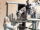Ministerin Tanner bei den Giraffen des Zoos Schönbrunn. (Bild öffnet sich in einem neuen Fenster)