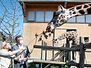 Ministerin Tanner bei den Giraffen des Zoos Schönbrunn. (Bild öffnet sich in einem neuen Fenster)