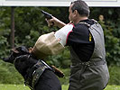 Ein Militärhund trainiert das stellen eines Angreifers.