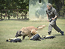 Mit über 1500 gezüchteten und eingesetzten Hunden ist die Militärhundestaffel Kaisersteinbruch die größte Rottweilerzucht der Welt.
