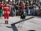 Die Vorführung der Österreichischen Rettungshundebrigade. (Bild öffnet sich in einem neuen Fenster)