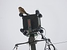 Dieser Greifvogel nutzt die Richtfunkantenne als Aussichtsplattform.