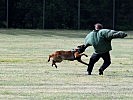 ein Militärstreifenhund ergreift eine flüchtende Person.