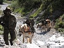 Zuverlässig und trittsicher: Haflinger-Pferde unterstützen die Soldaten im Gebirge.