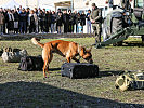 Ein Diensthund der Miitärpoizei bei einer Vorführung zur Sprengstoffsuche.