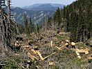 Das Orkansturmtief Kyrill hinterließ ein Feld von rund 20 Hektar Schadholz im Bereich der Wildalpen
