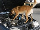 Der Diensthund bei der Suchtgift- und Sprengstoffsuche.