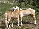 Die Tiere stammen von Züchtern in Niederösterreich, Salzburg und Tirol.