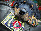14.7.: Militärhund Rottweilerwelpe "Mike" blickt neugierig in die Kamera. (Bild öffnet sich in einem neuen Fenster)