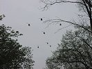 . (Bild öffnet sich in einem neuen Fenster)