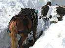 Haflinger - Zum Vergrößern anklicken !
