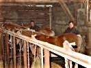 Haflinger in den Stallungen. (Bild öffnet sich in einem neuen Fenster)
