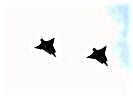 Die Draken über St. Johann. (Bild öffnet sich in einem neuen Fenster)