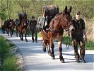 Die Versorgung im Gebirge erfolgt mit Tragtieren der Bundeswehr. (Bild öffnet sich in einem neuen Fenster)
