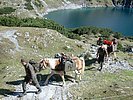 Die Tragtierstaffel wurde zur Versorgung der Truppe eingesetzt. (Bild öffnet sich in einem neuen Fenster)