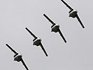 Den Formationsflug trainieren die Piloten gemeinsam. (Bild öffnet sich in einem neuen Fenster)