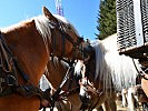 Die Pferde werden für Transportaufgaben herangezogen. (Bild öffnet sich in einem neuen Fenster)