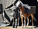 Einsatz aller Kräfte - die Haflinger-Pferde des Tragtierzentrums. (Bild öffnet sich in einem neuen Fenster)