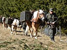 Die Haflinger-Pferde der Tragtierstaffel aus Hochfilzen... (Bild öffnet sich in einem neuen Fenster)