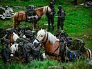 Haflinger-Tragtiere unterstützen die Gebirgsoldaten bei Ihrem Einsatz. (Bild öffnet sich in einem neuen Fenster)