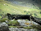 Getarnte und eingedeckte Maschinengewehrstellung im Hochgebirge. (Bild öffnet sich in einem neuen Fenster)