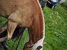 Die Haflinger-Pferde des Tragtierzentrums im Ausbildungsgebiet. (Bild öffnet sich in einem neuen Fenster)