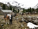 Die Haflinger-Tragtiere des Stabsbataillons 6 sind bereits vor Ort. (Bild öffnet sich in einem neuen Fenster)