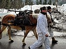Haflinger, verlässliches Transporttier beim Bundesheer. (Bild öffnet sich in einem neuen Fenster)
