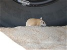 ... wie diese Wüstenspringmaus. (Bild öffnet sich in einem neuen Fenster)