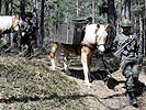 ...erfüllen die Haflinger... (Bild öffnet sich in einem neuen Fenster)