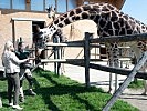 Ministerin Tanner bei den Giraffen des Zoos Schönbrunn. (Bild öffnet sich in einem neuen Fenster)