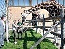 Ministerin Tanner bei den Giraffen des Zoos Schönbrunn. (Bild öffnet sich in einem neuen Fenster)