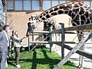 Ministerin Tanner bei den Giraffen des Zoos Schönbrunn. (Bild öffnet sich in einem neuen Fenster)