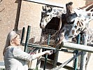 Ministerin Tanner bei den Giraffen des Zoos Schönbrunn. (Bild öffnet sich in einem neuen Fenster)