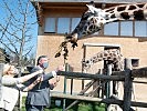 Ministerin Tanner bei den Giraffen des Zoos Schönbrunn. (Bild öffnet sich in einem neuen Fenster)