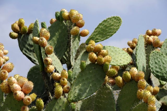 Bildgr&ouml;&szlig;e auf die Monitoraufl&ouml;sung (640x480 px) optimiert